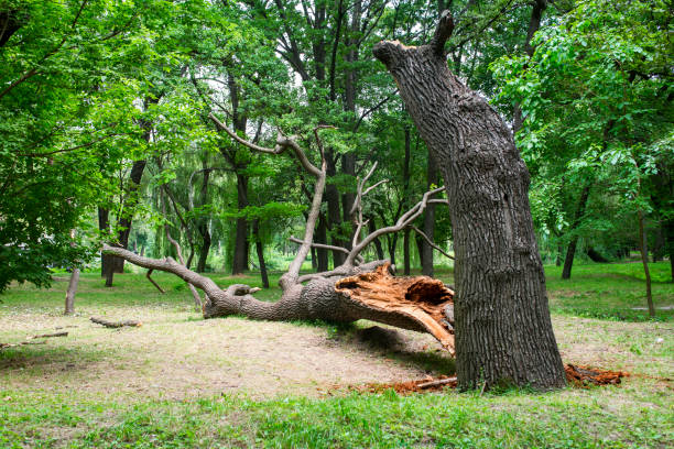 How Our Tree Care Process Works  in  Manning, SC