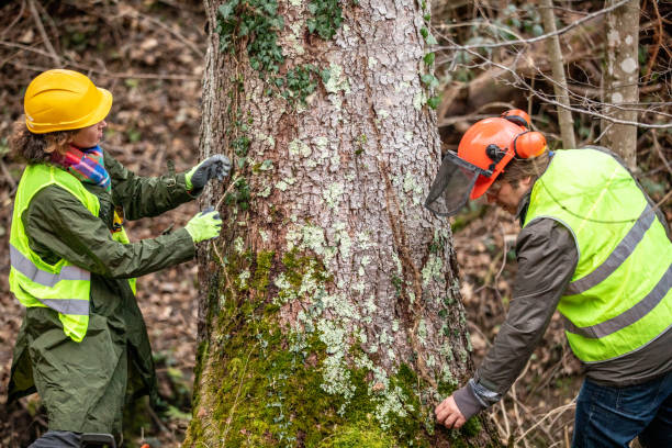 Professional Tree Care in Manning, SC